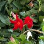 Mandevilla – Tropical Breeze Flaming Red – 10″ Pot (Teepee)